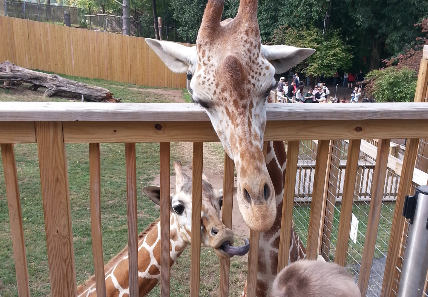 Giraffe Feeding at Elmwood Park Zoo