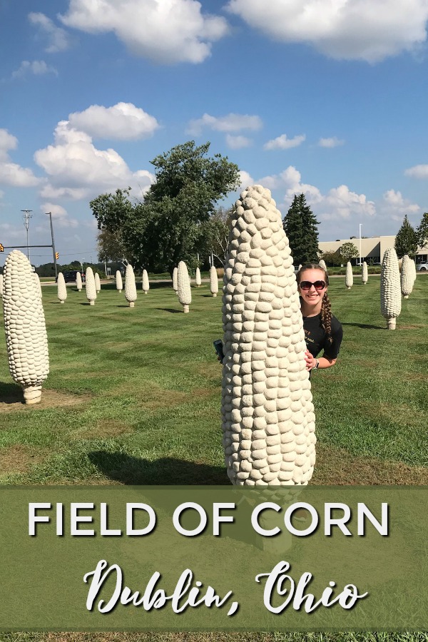 Field of Corn - Dublin Ohio